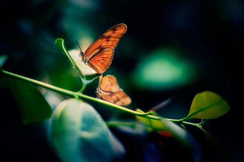 An orange butterfly on a branch with green leaves