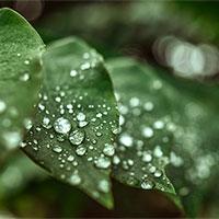 Waterdrops on green leaves
